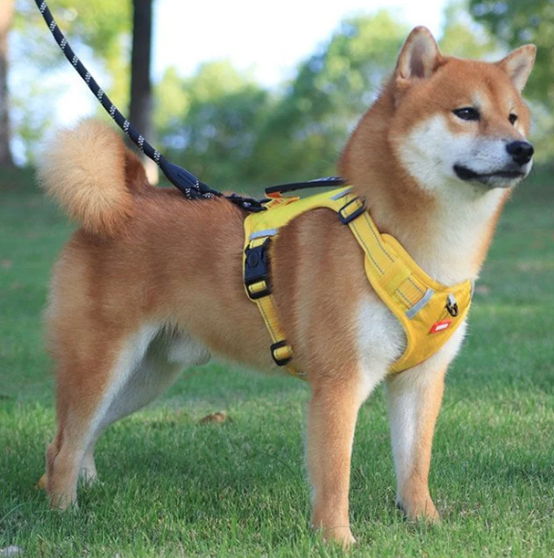Postroj pre psov bez ťahania pre domáce zvieratá