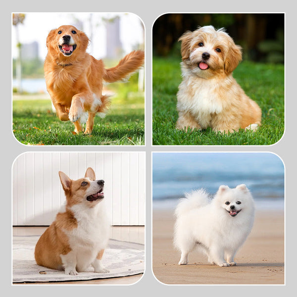 🐾 ‌Nepremokavé čižmy pre psov, mäkké a pohodlné, odolné voči nečistotám a škvrnám